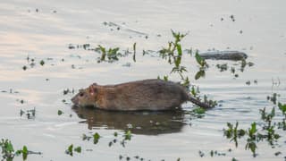 Rat in het water