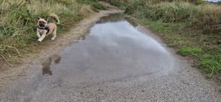 Blije hond naast grote plas 