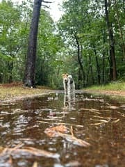 Regen