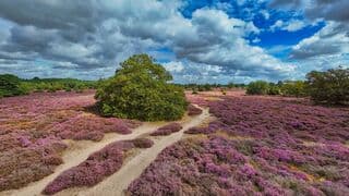 Wolkenstraten boven de paarse heide