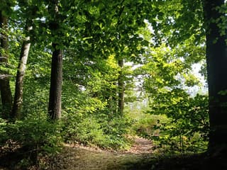 zonnig groen