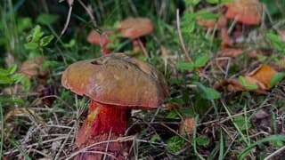 De herfst is begonnen 