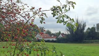 Wolkenlucht en rozenbottels 