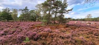 Paarse heide
