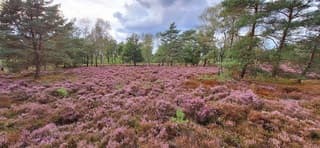 Prachtige paarse heide