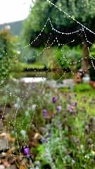 Regen en heel veel spinnen 