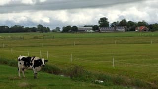 Groningse platteland 