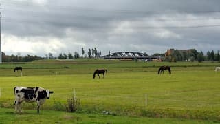 Koe en kalf