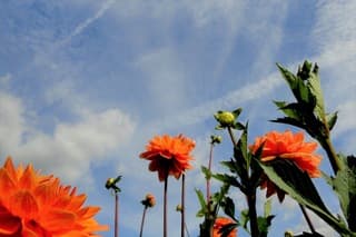 Blauw contrails