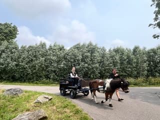 Wind wilgen ponykar