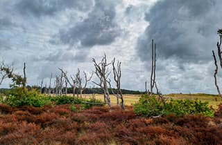Nog steeds droog in de duinen.. Bergen/Schoorl