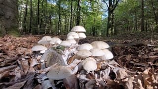 Groeizaam weer 
