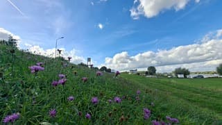 Paarse bermplant (knoopkruid) onder een blauwe lucht en stapelwolken