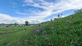 Paarse bermbloemen langs de Maas onder blauwe lucht met stapelwolken