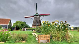 bij de molen met zonnebloemen 