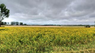 zonnebloemen  wolken 