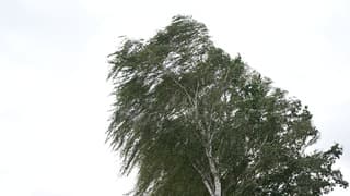 Veel wind 