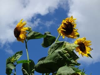 Zon en wolken en wind 