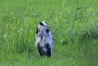 Een harde wind in Groningen