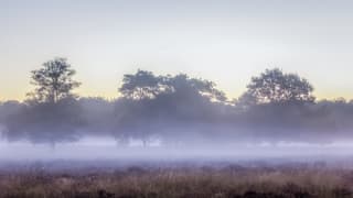 Mist op de heide. 