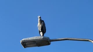 Reiger geniet bovenop de lantaarnpaal in een blauwelucht met beetje wind