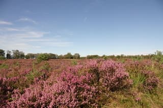 Bloeiende Heide