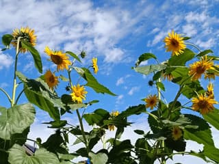Zonnebloemen in de zon.