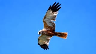 Een rode wouw zwevend door de strakblauwe lucht