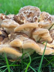herfst