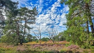 Paarse hei op de Veluwe