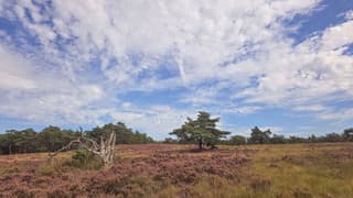 Paarse hei op de Veluwe
