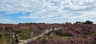 Blauw bewolkte lucht boven bloeiende drentse heide 