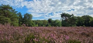 Blauw bewolkte lucht boven bloeiende drentse heide