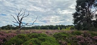 Mooie wolken boven kleurrijke heide in drenthe vanmiddag 