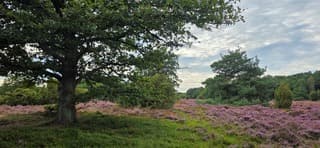 Bewolking boven mooie kleurrijke heide in drenthe vanmiddag 