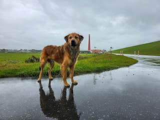 Troosteloos weer vandaag..bijna de hele dag regent het..