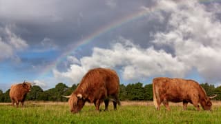 Regenboog.