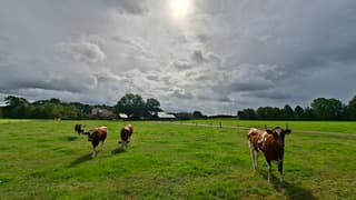 De zon schijnt bij/door de buiïge wolken langs boven deze koeien 