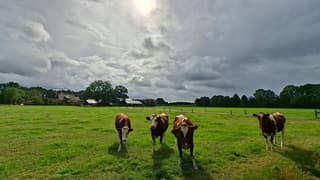 De zon schijnt bij/door de buiïge wolken langs boven deze koeien 