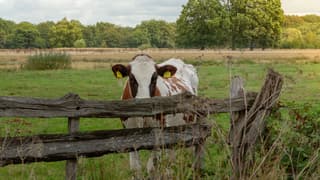 Beetje bewolking.