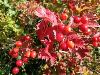 zonnig/herfstkleuren