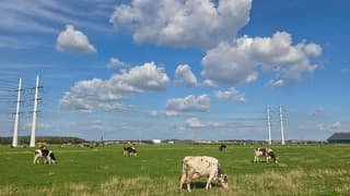 Heerlijk weer voor de koeien om.buiten te grazen,