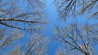 Kale takken in een blauwelucht met zon