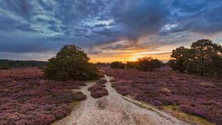 Zonsopkomst boven de paarse heide. 