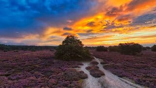 Zonsopkomst boven de paarse heide. 