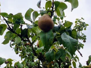 De natuur lijkt weer in balans na een periode van droogte