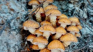 Paddenstoelen 