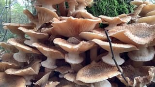Paddenstoelen 