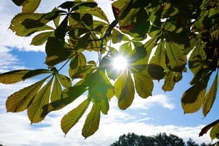 Herfst zon