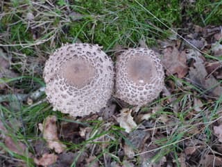 Het is echt herfst!